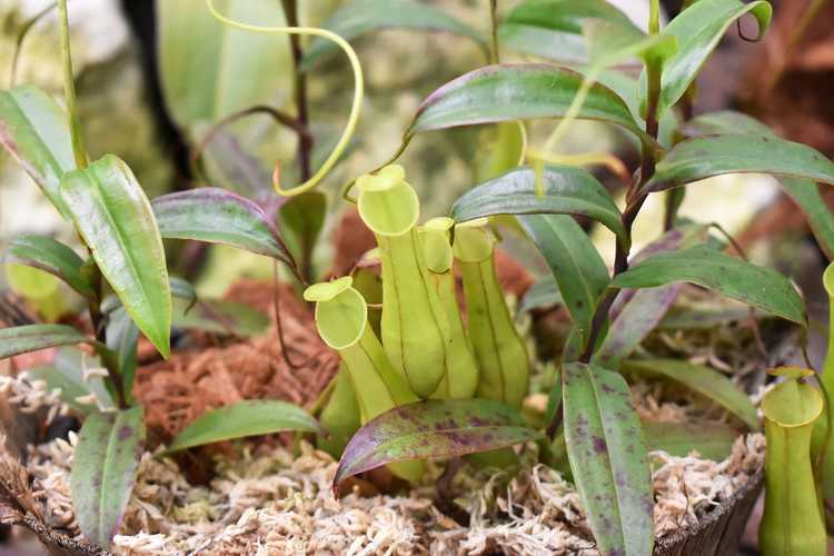 You are currently viewing Jardins de tourbières en pot – Comment faire pousser un jardin de tourbières dans un conteneur