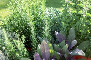 Lire la suite à propos de l’article Cultiver des herbes à la maison : créer un jardin d'herbes aromatiques dans votre jardin