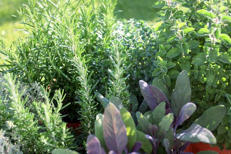 You are currently viewing Cultiver des herbes à la maison : créer un jardin d'herbes aromatiques dans votre jardin