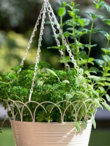 Lire la suite à propos de l’article Jardin d'herbes aromatiques suspendu : comment fabriquer un pot d'herbes aromatiques