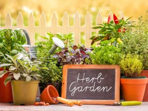 Lire la suite à propos de l’article Entretien général de votre jardin d'herbes aromatiques