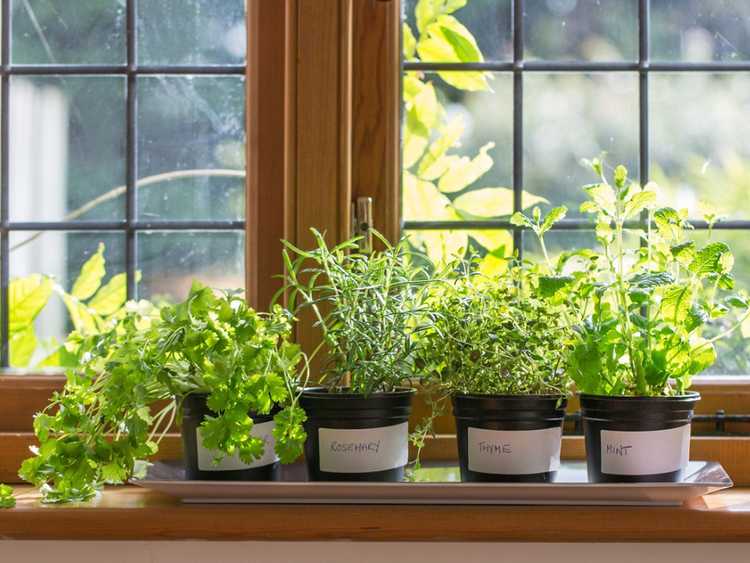 Lire la suite à propos de l’article Jardin d'herbes aromatiques d'intérieur – Comment avoir un jardin d'herbes aromatiques à l'intérieur