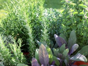 Lire la suite à propos de l’article Conception de jardin d'herbes aromatiques – Choisir un site pour votre jardin d'herbes aromatiques
