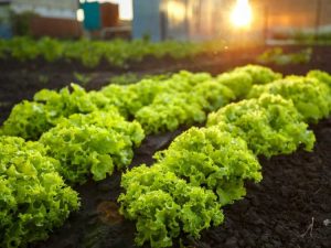 Lire la suite à propos de l’article Le potager : les éléments pour réussir son potager