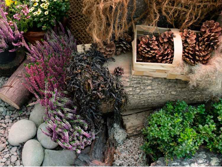 You are currently viewing Informations sur l'artisanat sauvage : utiliser des plantes pour la décoration