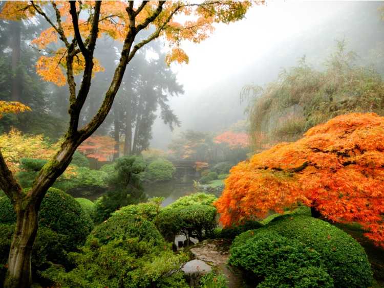 Lire la suite à propos de l’article Jardins de fleurs japonais – Plantes pour un jardin japonais