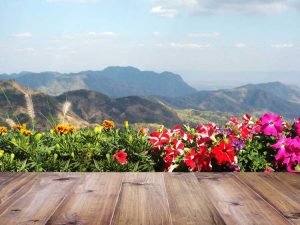 Lire la suite à propos de l’article Entretien des plantes de haute altitude – Cultiver un jardin en haute altitude