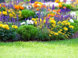Lire la suite à propos de l’article Comment démarrer votre jardin de fleurs