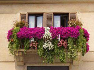 Lire la suite à propos de l’article Cultivez un jardin de fleurs sur balcon – Entretien des fleurs sur balcon