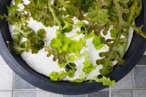 Lire la suite à propos de l’article Jardin hydroponique Dutch Bucket : Utilisation de seaux hollandais pour la culture hydroponique