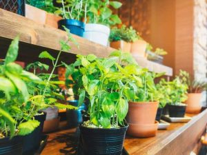 Lire la suite à propos de l’article Jardinage comestible d’intérieur – Des façons créatives de cultiver des aliments à l’intérieur