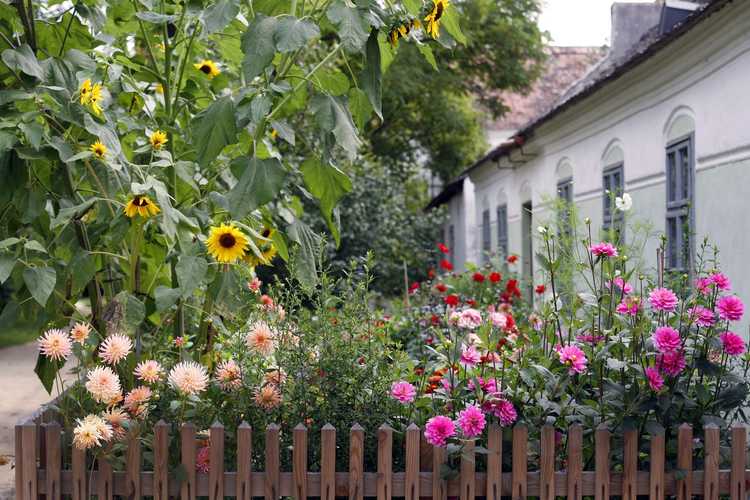 You are currently viewing Plantes compagnes de Dahlia – Fleurs compagnes qui complètent les plantes de Dahlia