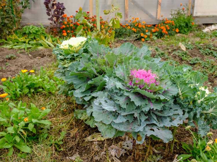 Lire la suite à propos de l’article Jardins d'automne – Plantes et fleurs pour le jardinage d'automne