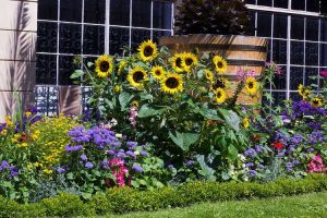 Lire la suite à propos de l’article Plantes pour jardins orientés au sud – Cultiver des jardins orientés au sud