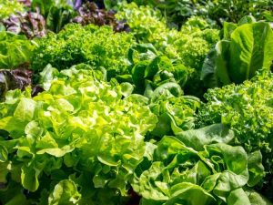 Lire la suite à propos de l’article Légumes verts d’automne – Quand planter des légumes verts à l’automne
