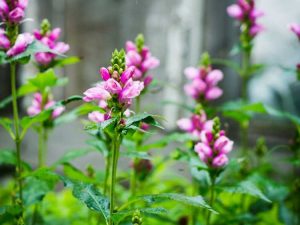 Lire la suite à propos de l’article Idées de jardins pluviaux pour les cours ombragées