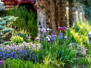 Lire la suite à propos de l’article Planificateur de jardin toute l'année : comment créer un jardin quatre saisons