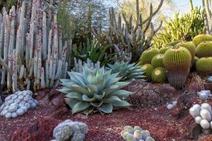 Lire la suite à propos de l’article Conception de jardins du sud-ouest : choisir des plantes pour les jardins du sud-ouest