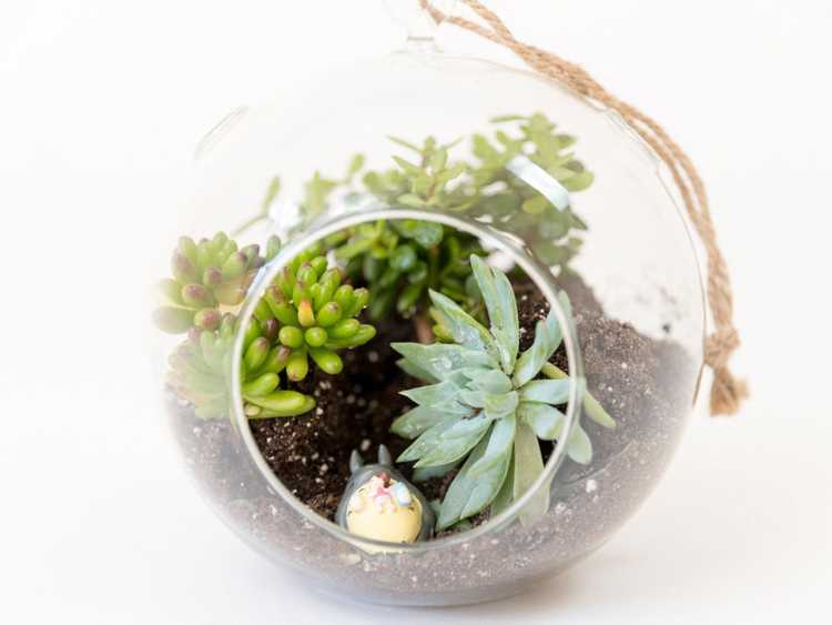 Lire la suite à propos de l’article Ornements succulents DIY : réaliser des décorations de Noël succulentes