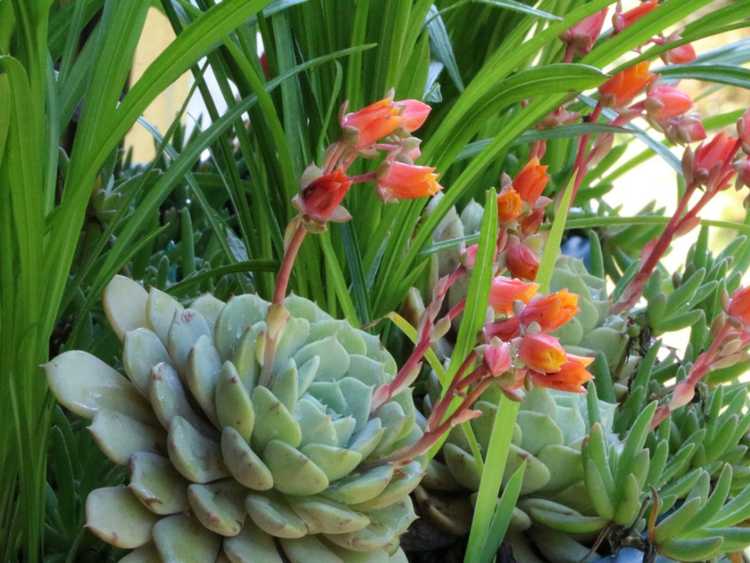 You are currently viewing Plantes succulentes d'extérieur – Cultiver un jardin d'ombre succulent