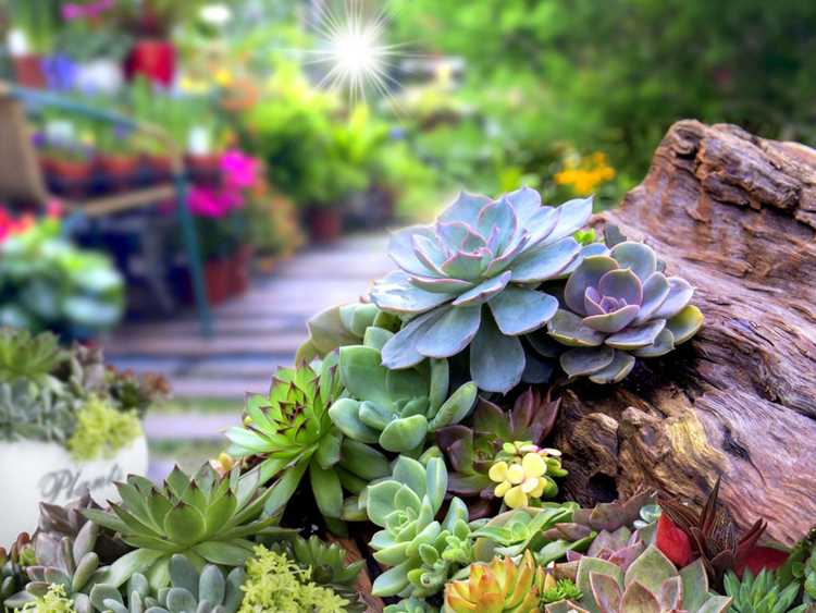 Lire la suite à propos de l’article Un jardin succulent à l’extérieur – Comment planter un jardin succulent en extérieur