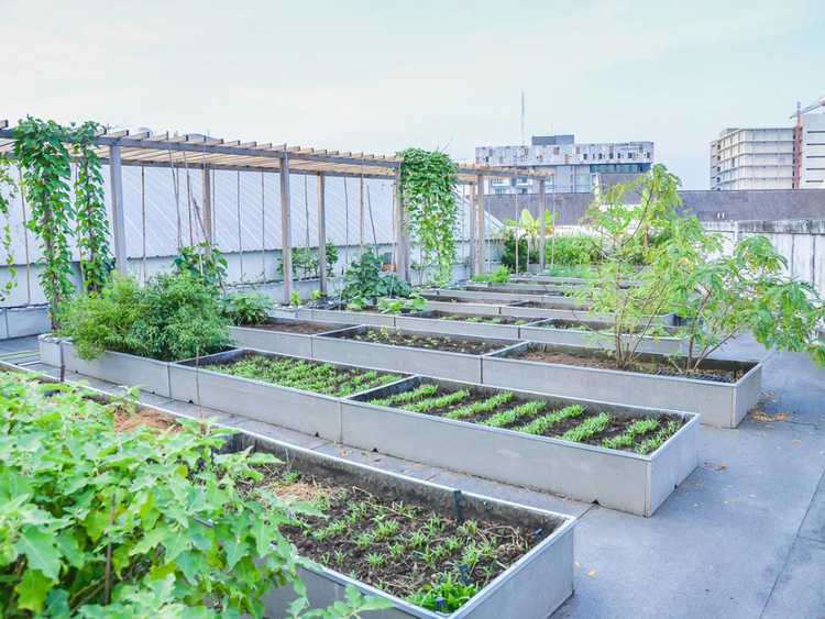 Lire la suite à propos de l’article Créer votre propre jardin sur le toit