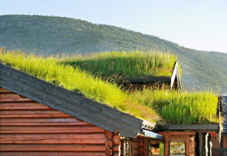 You are currently viewing Qu'est-ce qu'un toit vert : idées pour créer des jardins sur les toits verts