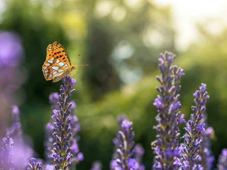 Lire la suite à propos de l’article Relations de jardinage symbiotiques