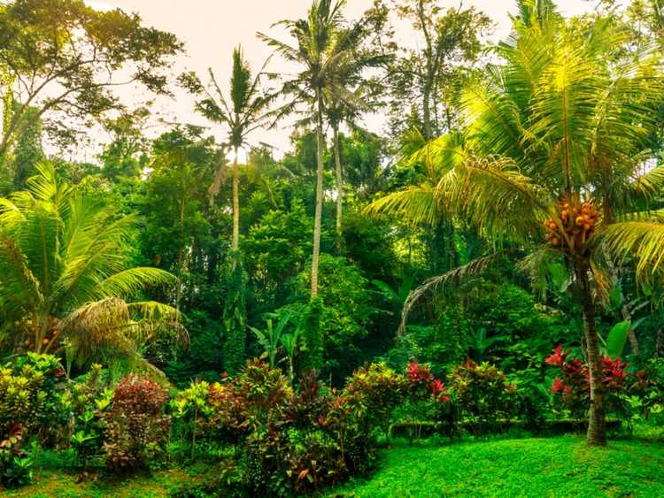 Lire la suite à propos de l’article Créer un jardin de jungle exotique