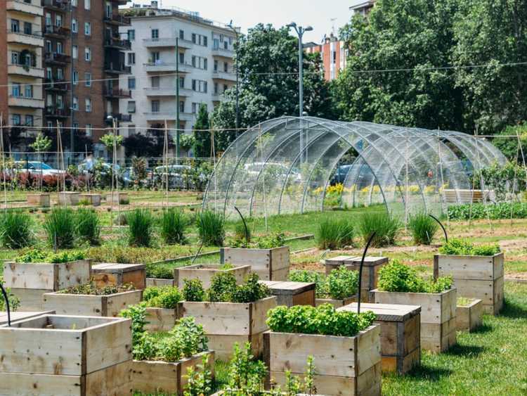 You are currently viewing Problèmes de jardins urbains : problèmes courants affectant les jardins urbains