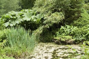 Lire la suite à propos de l’article Plantes pour zones riveraines – Conseils pour planifier un jardin riverain