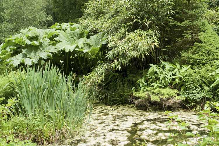 You are currently viewing Plantes pour zones riveraines – Conseils pour planifier un jardin riverain