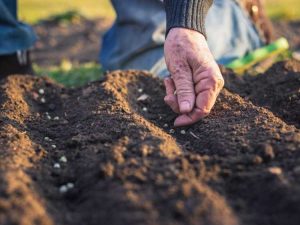 Lire la suite à propos de l’article Comment pré-ensemencer votre jardin à l'automne pour une récolte au début du printemps