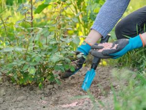 Lire la suite à propos de l’article Quand appliquer l’engrais pour roses