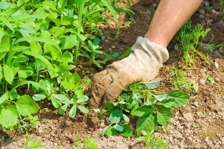 You are currently viewing Conseils pour lutter contre les mauvaises herbes dans un potager