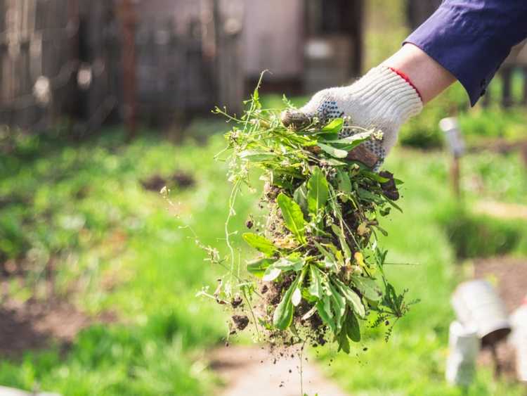 Lire la suite à propos de l’article Gestion des mauvaises herbes du jardin : comment contrôler les mauvaises herbes dans votre jardin