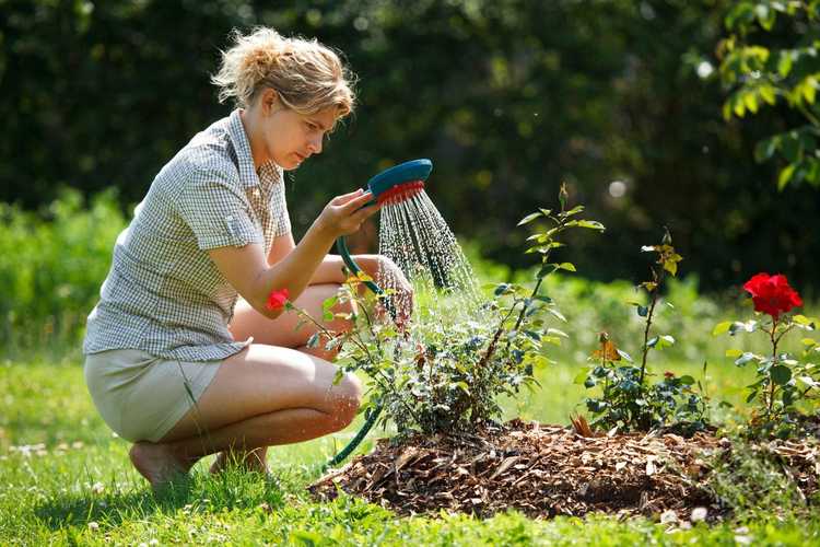 Lire la suite à propos de l’article Comment arroser une plante de rose – Conseils pour arroser les roses