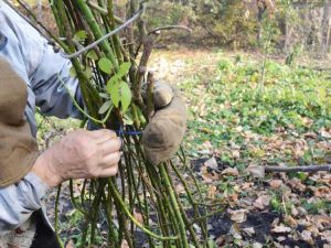 Lire la suite à propos de l’article Nettoyer le jardin : comment préparer votre jardin pour l'hiver