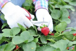 Lire la suite à propos de l’article Allergies aux fraisiers : quelles sont les causes d'une éruption cutanée liée à la cueillette des fraises