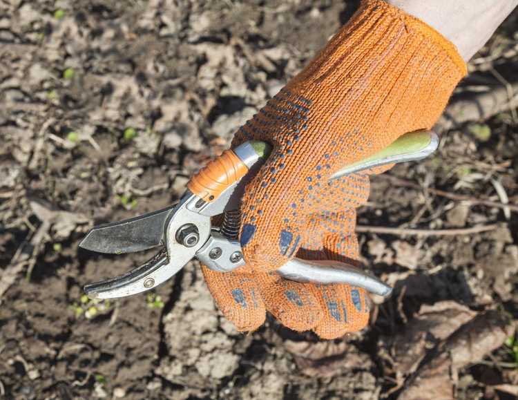Lire la suite à propos de l’article Utiliser des cisailles de jardin – Comment et quand utiliser les cisailles dans le jardin