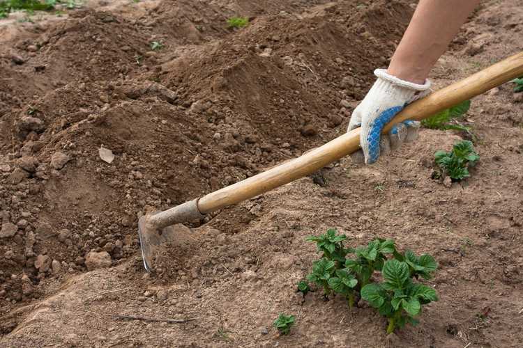 Lire la suite à propos de l’article Différentes houes de jardin – Apprenez à utiliser une houe pour le jardinage