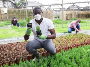 Lire la suite à propos de l’article Masques de jardinage Covid – Quels sont les meilleurs masques pour les jardiniers