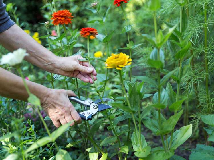 You are currently viewing Récolte des fleurs coupées – Comment et quand cueillir des fleurs coupées