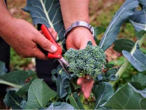 Lire la suite à propos de l’article Comment récolter le brocoli – Quand cueillir le brocoli