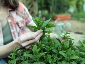 Lire la suite à propos de l’article Tailler les plants de menthe : comment et quand tailler la menthe