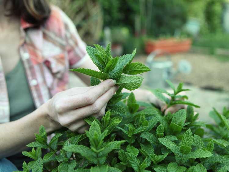 You are currently viewing Tailler les plants de menthe : comment et quand tailler la menthe