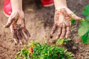 Lire la suite à propos de l’article Conseils de soins des mains pour les jardiniers : garder vos mains propres dans le jardin