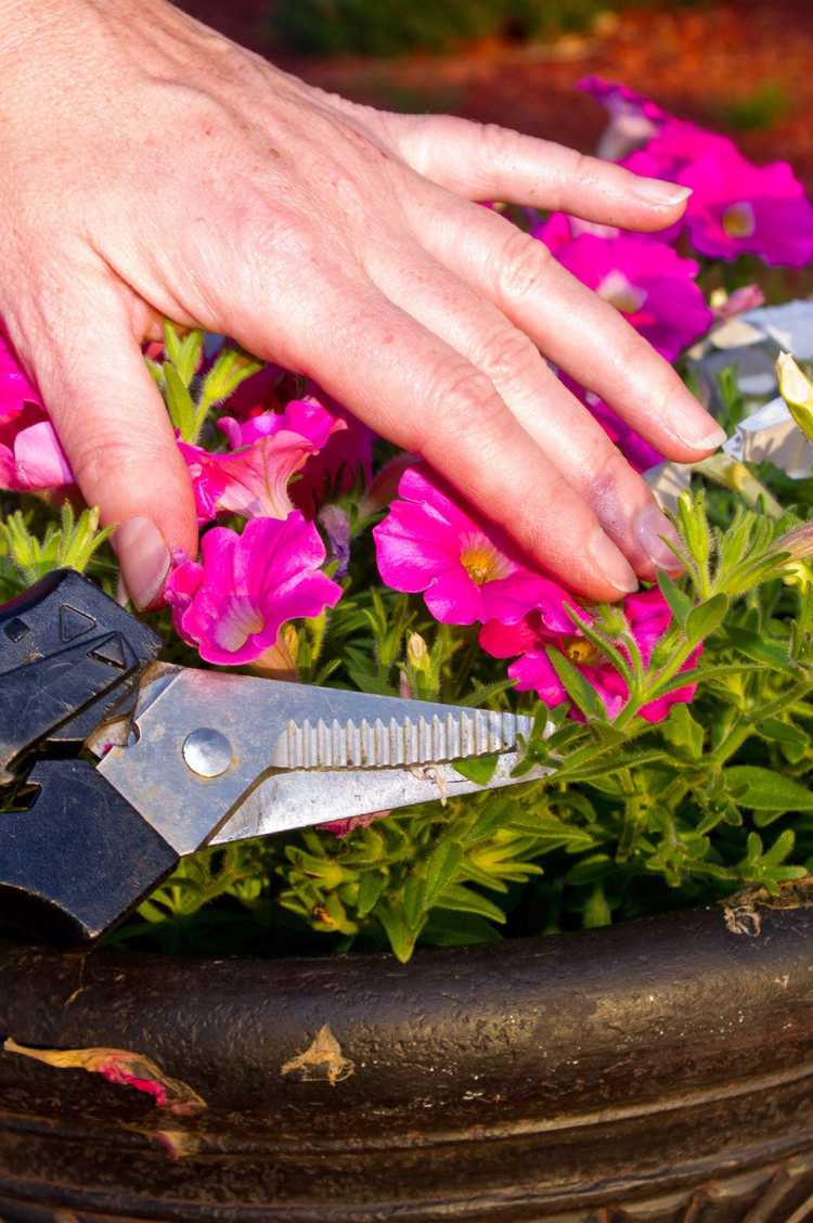 You are currently viewing Pétunias Deadheading: Comment faire des fleurs de pétunia Deadhead