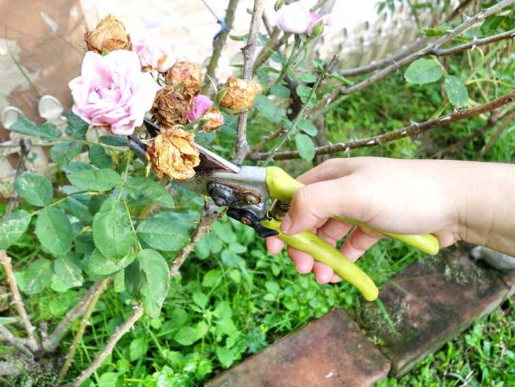 You are currently viewing Rose Deadheading – Comment tuer une plante de rose