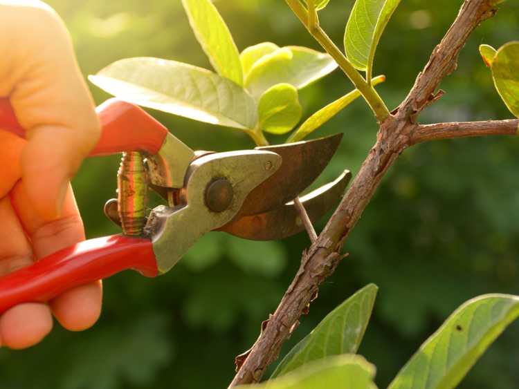 You are currently viewing Taille dans le jardin – Devez-vous tailler les plantes de jardin